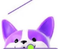 dog3